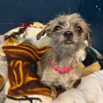 Thumbnail photo of Zippy #4