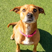 Thumbnail photo of Penny #1