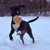 Thumbnail photo of Jake (aka Cyclops) #2