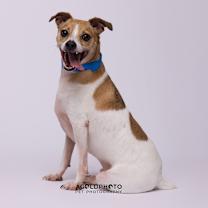 Thumbnail photo of Tigger #1