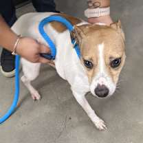 Thumbnail photo of Tigger #2