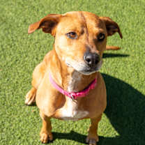 Thumbnail photo of Penny #3