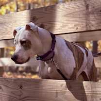 Thumbnail photo of Scout (aka Squirtalicious) #3