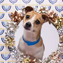 Thumbnail photo of Tigger #3