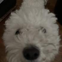 Thumbnail photo of Poppy #2