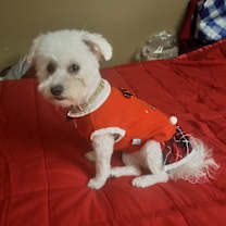 Thumbnail photo of Poppy #3