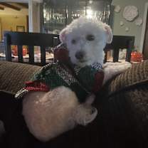 Thumbnail photo of Poppy #4