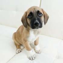 Thumbnail photo of Mars #1