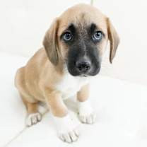 Thumbnail photo of Mars #2