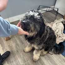 Thumbnail photo of Bear #2