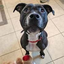 Thumbnail photo of Tinsel #2