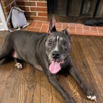 Thumbnail photo of Nufasi #4