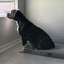 Thumbnail photo of Ivy #4