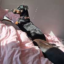 Thumbnail photo of Chloe #1