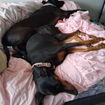 Thumbnail photo of Chloe #3