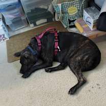 Thumbnail photo of Mindy #3