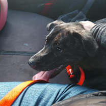 Thumbnail photo of Mindy #4