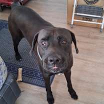 Thumbnail photo of Koda #1