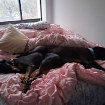 Thumbnail photo of Koda #4