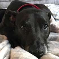 Thumbnail photo of Koji #1