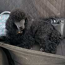 Thumbnail photo of Phantom #3