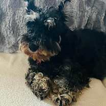 Thumbnail photo of Piper #2