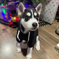 Thumbnail photo of Blue #1