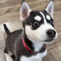 Thumbnail photo of Blue #2