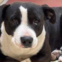 Thumbnail photo of Tonka #1