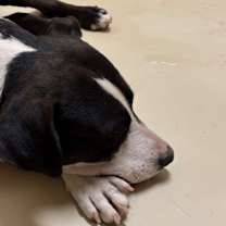 Thumbnail photo of Tonka #2