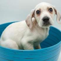 Thumbnail photo of Indiana #1