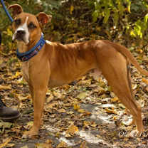 Thumbnail photo of Winston #2