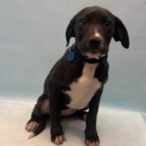 Thumbnail photo of Priscilla #1