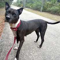 Thumbnail photo of Amelia #2