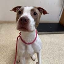 Thumbnail photo of Cider #2