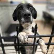 Thumbnail photo of Jackson #2