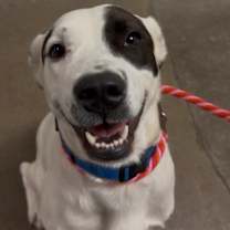 Thumbnail photo of Rubeus Hagrid #1