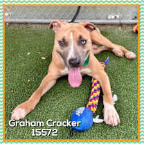 Thumbnail photo of GRAHAM CRACKER (also see ANYA) #1