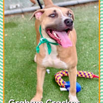 Thumbnail photo of GRAHAM CRACKER (also see ANYA) #2