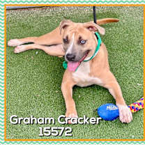 Thumbnail photo of GRAHAM CRACKER (also see ANYA) #3