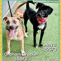 Thumbnail photo of GRAHAM CRACKER (also see ANYA) #4