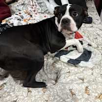 Thumbnail photo of Milo #2