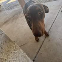 Thumbnail photo of Obe #2