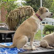 Thumbnail photo of Noah #2