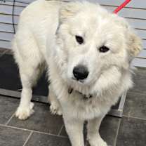 Thumbnail photo of Bo #1