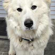 Thumbnail photo of Bo #2