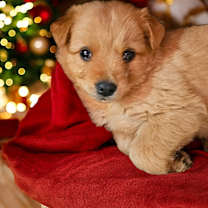 Thumbnail photo of Goldie #1