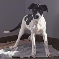 Thumbnail photo of Elf #2