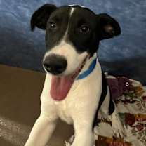 Thumbnail photo of Elf #4