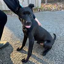 Thumbnail photo of Dax @ Foster #3